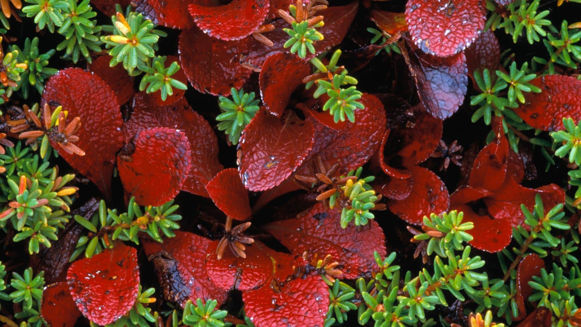 prosperer vos plantes