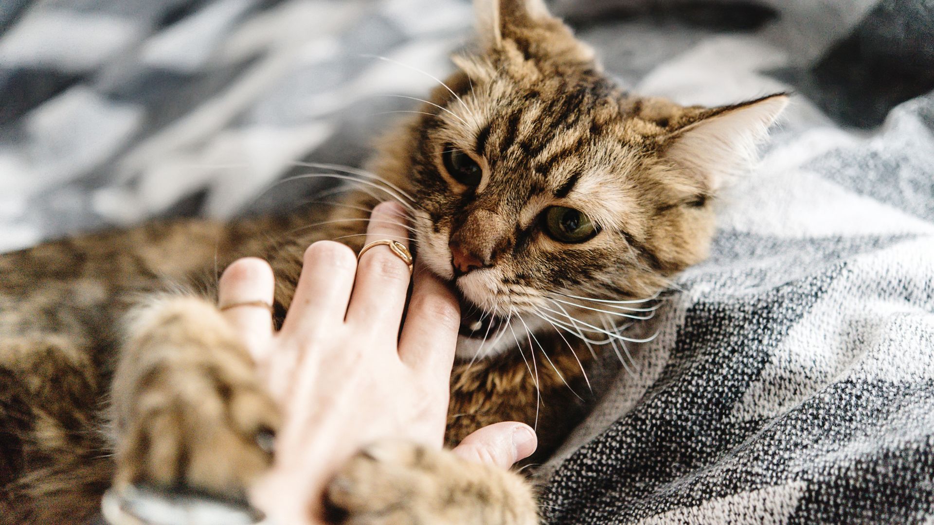 Pourquoi mon chat me mord quand je le caresse