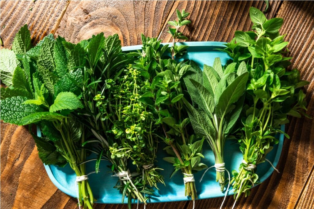 fresh aromatic herbs. culinary home grown plants. seasoning and healthy eating