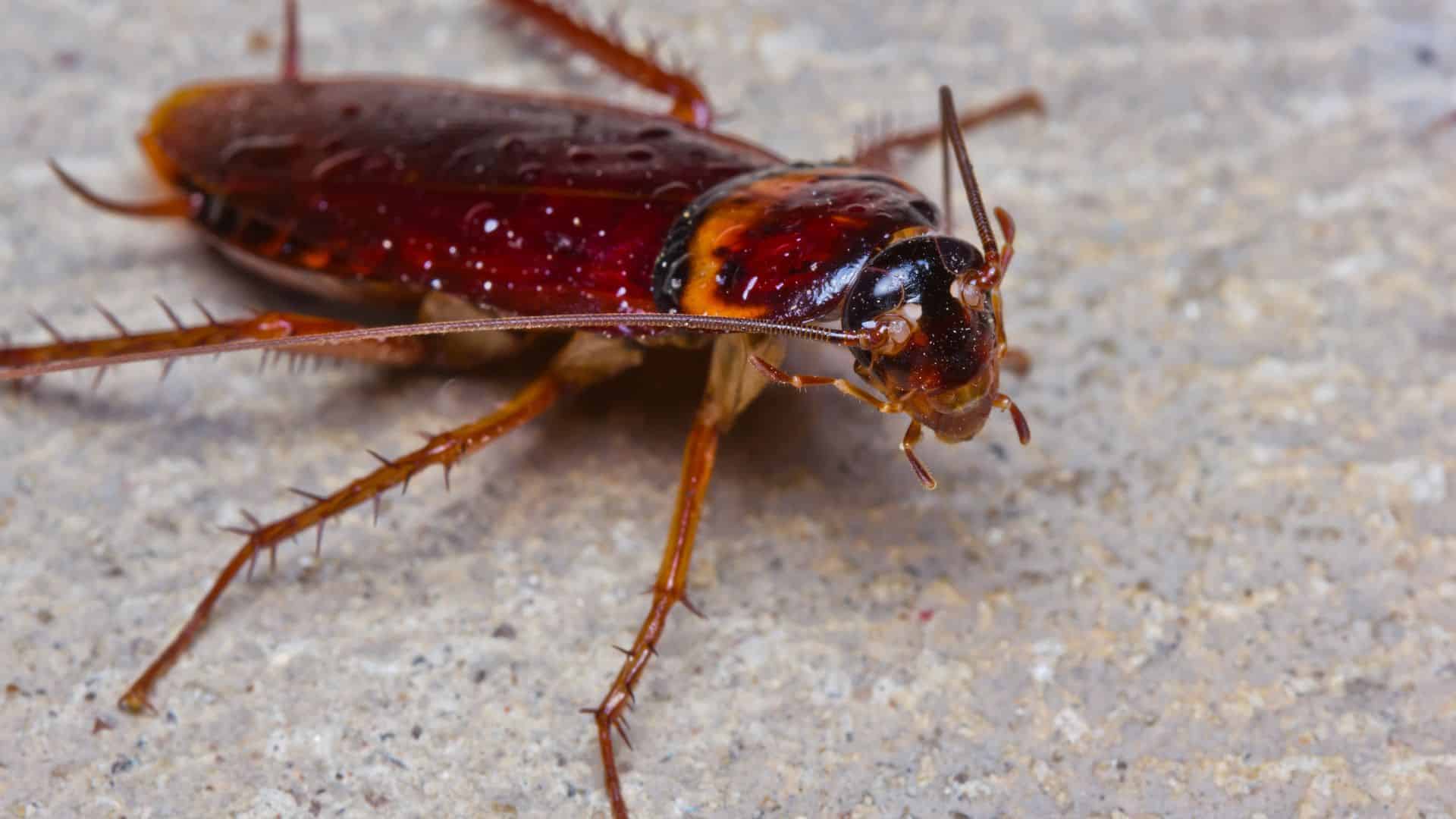 Cafards dans la maison : comment s'en débarrasser ?