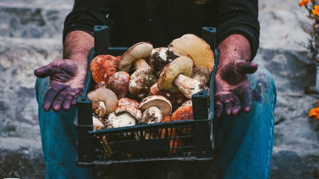 cueillette champignon