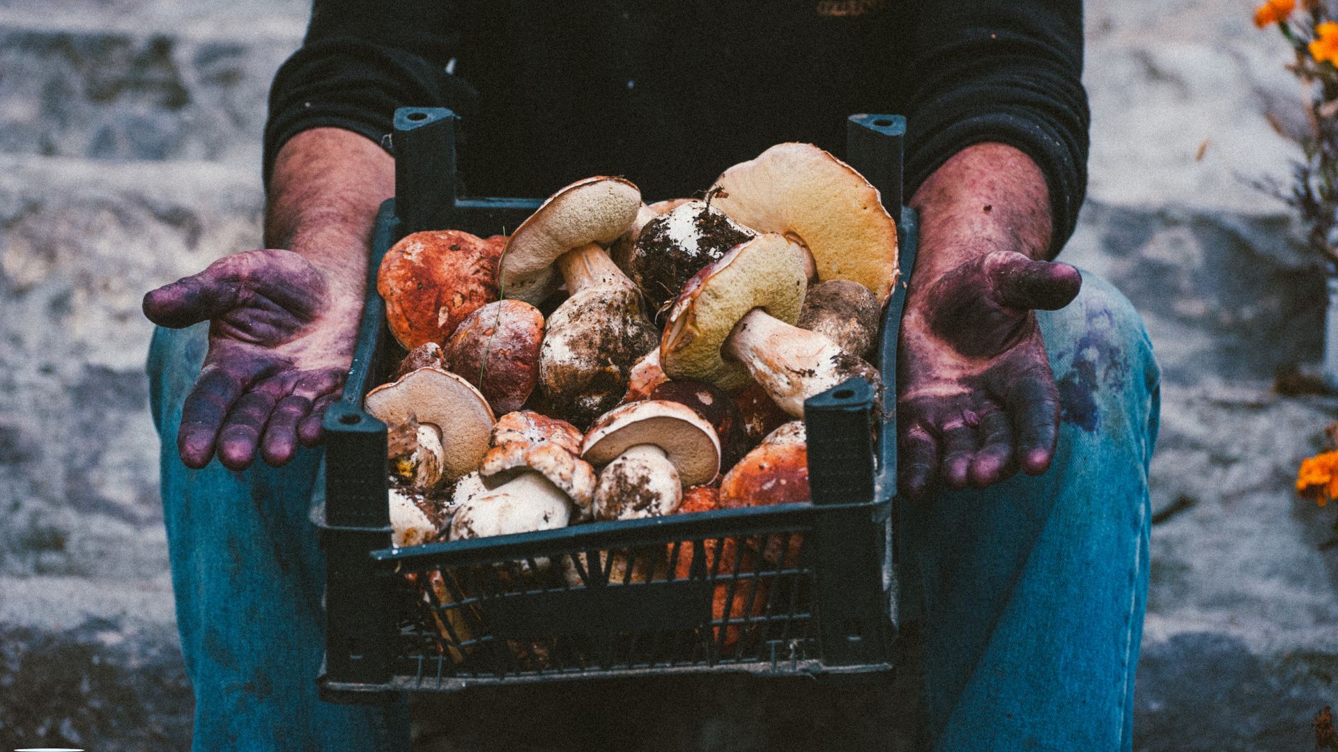cueillette champignon