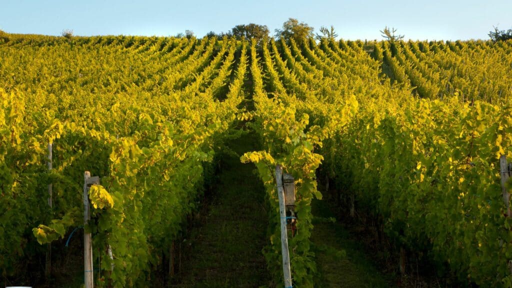 vigne maison castel