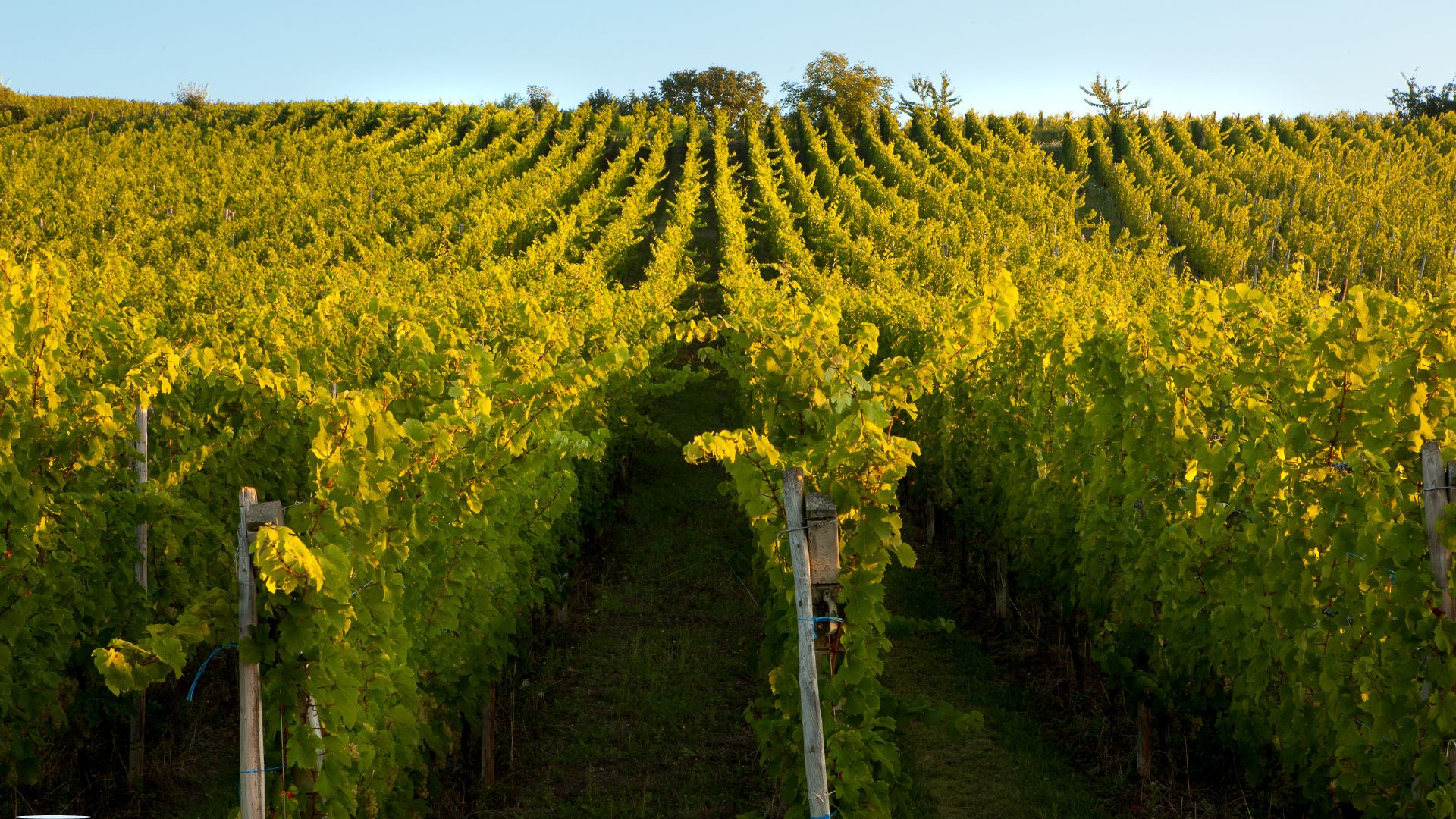 vigne maison castel