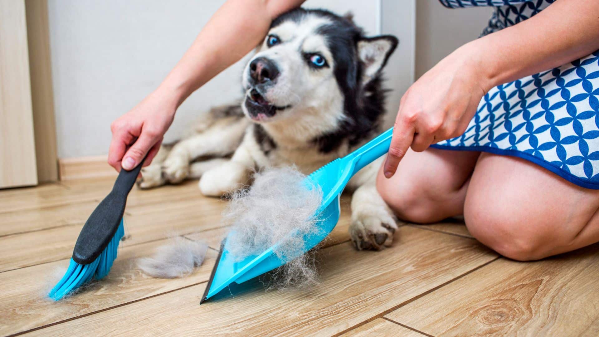 Personne balayant des poils de chien Huskie.