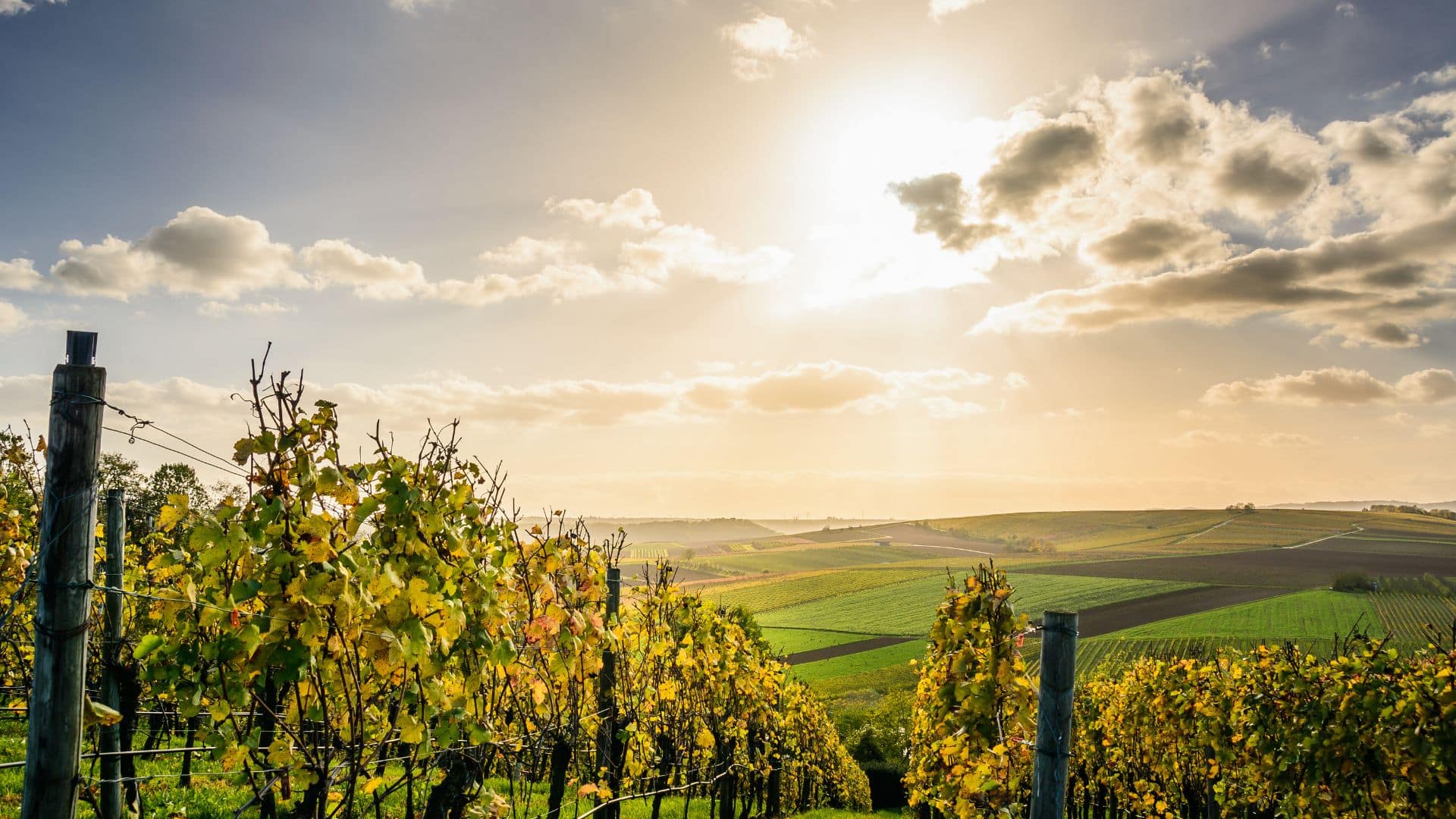 Vignoble au coucher de soleil, ciel nuageux.