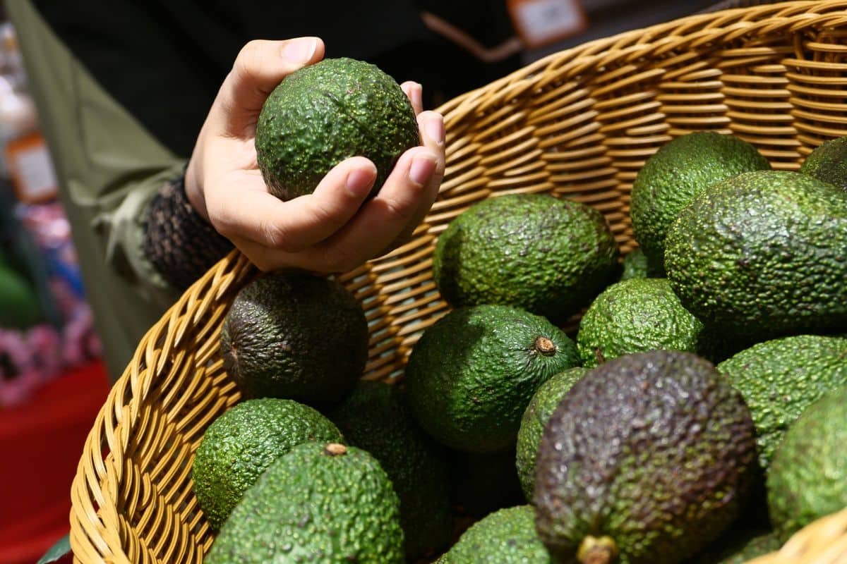 Main tenant un avocat dans un panier.