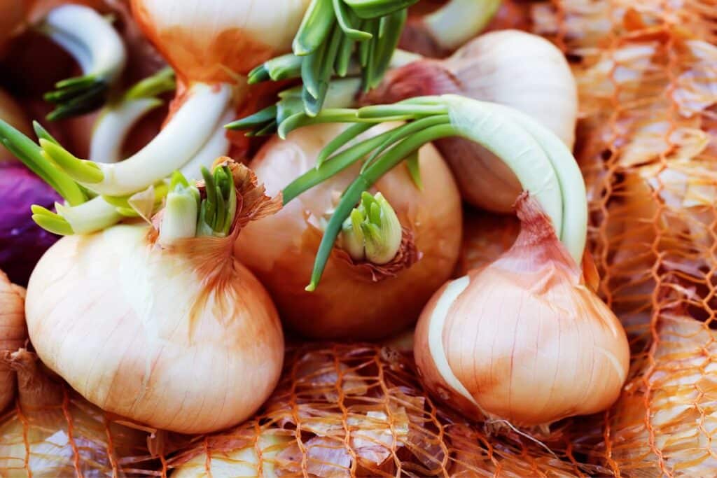 Oignons germés dans un filet orange.