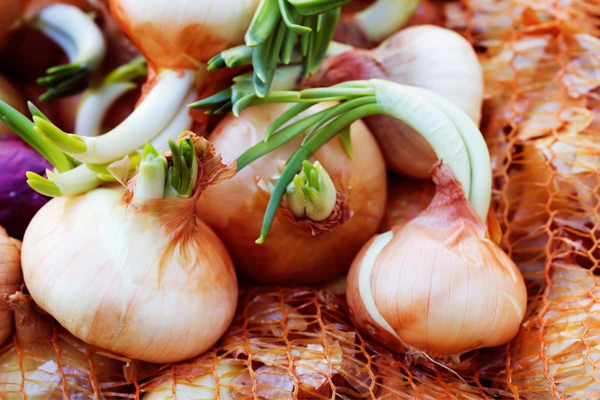 Oignons germés dans un filet orange.