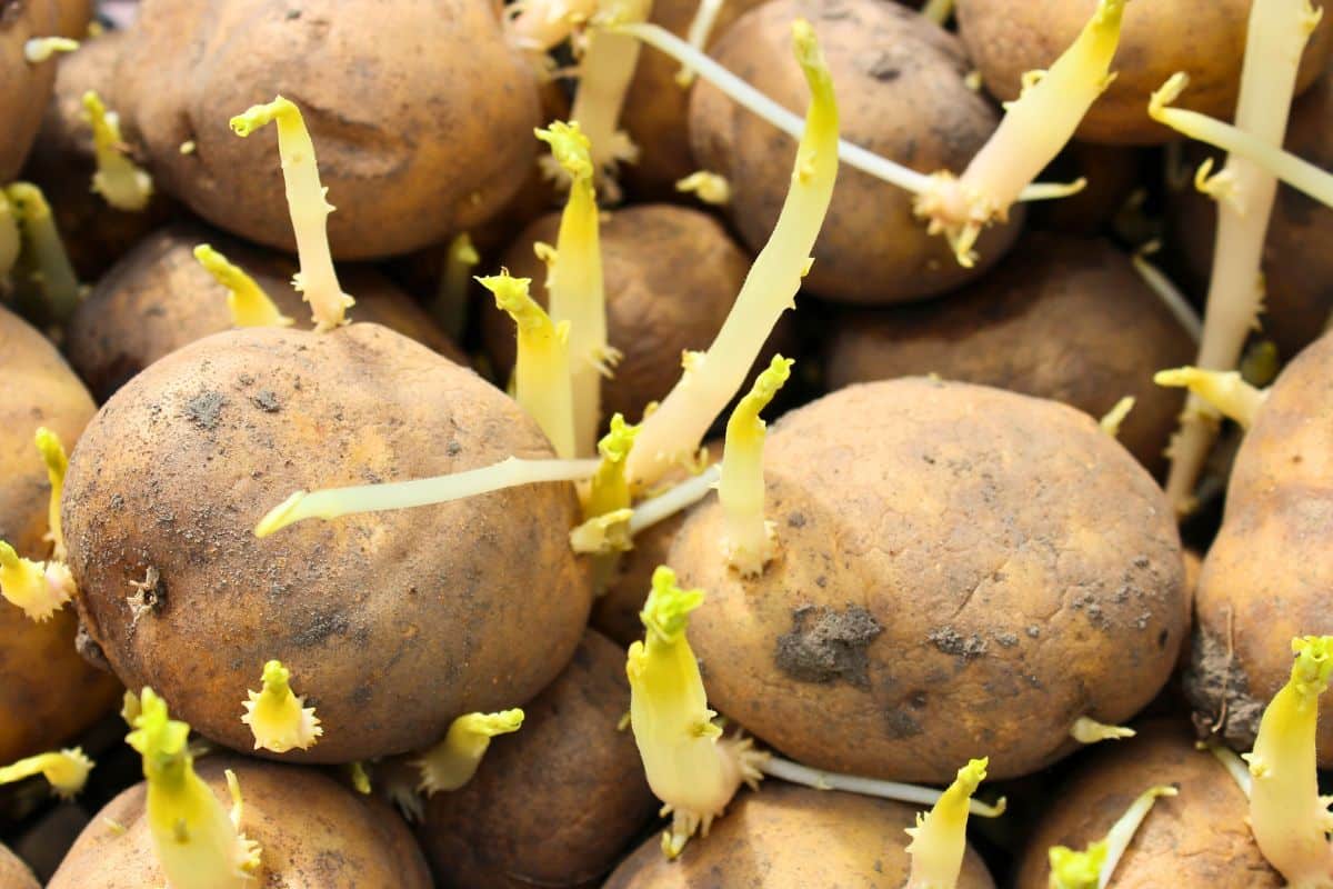 Pommes de terre germées avec pousses vertes.