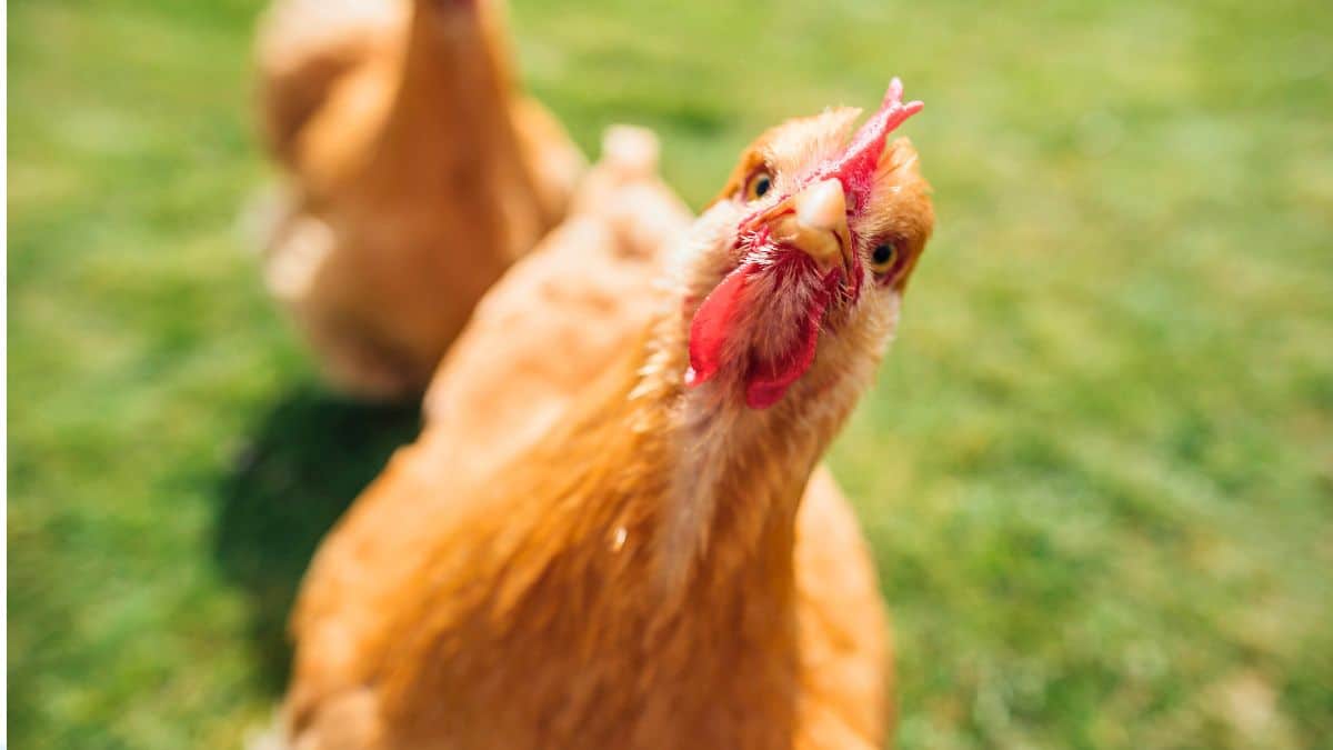 Poules brunes dans l'herbe verte.