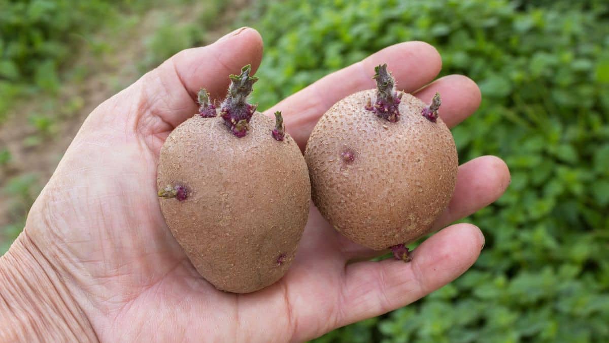 Pommes de terre germées dans une main.