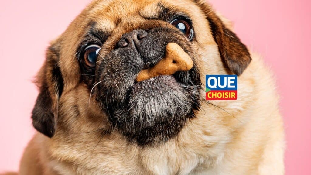 Carlin avec biscuit sur le nez, fond rose.