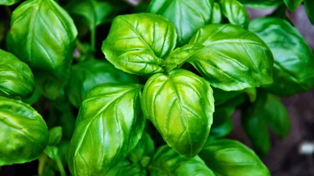 Feuilles de basilic vertes et fraîches