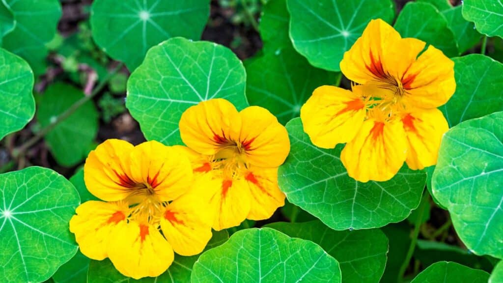 Fleurs jaunes éclatantes avec feuilles vertes.