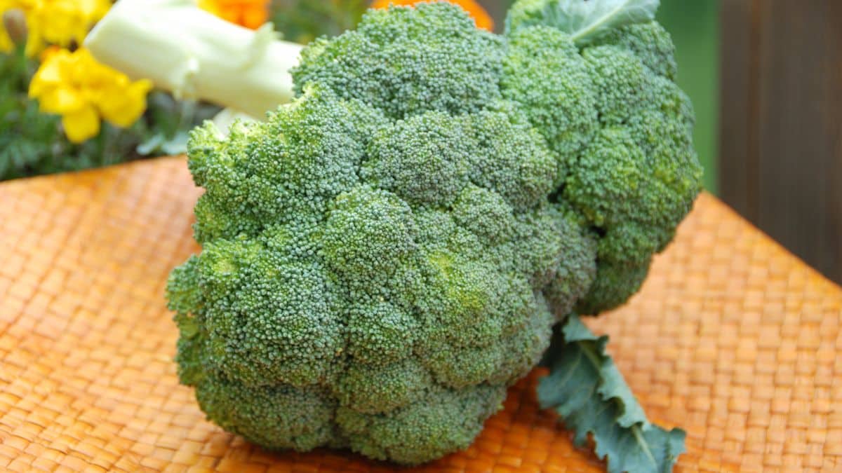 Brocoli frais sur plateau en bois.