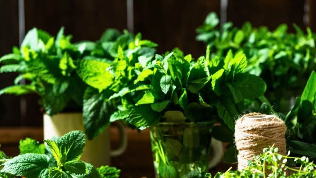 Plantes aromatiques fraîches sur table en bois.