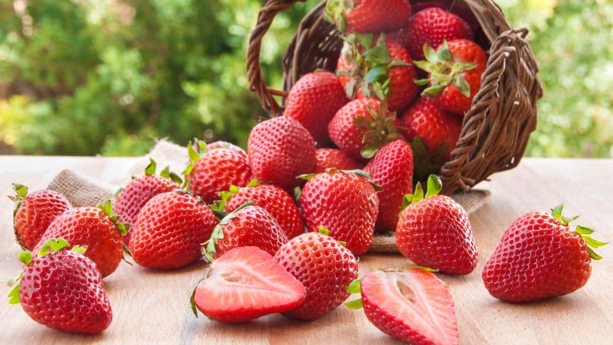 Panier de fraises fraîches sur la table.