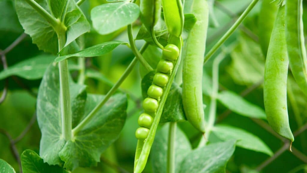 Gousses de pois verts sur une plante.