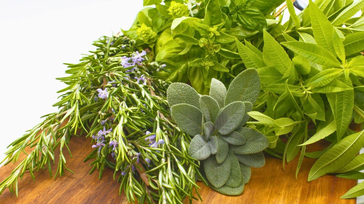 Herbes fraîches sur table en bois, gros plan.