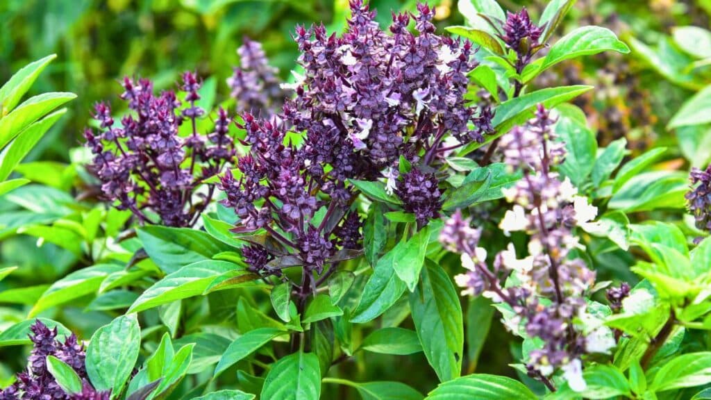 Basilic aux fleurs violettes et feuilles vertes.