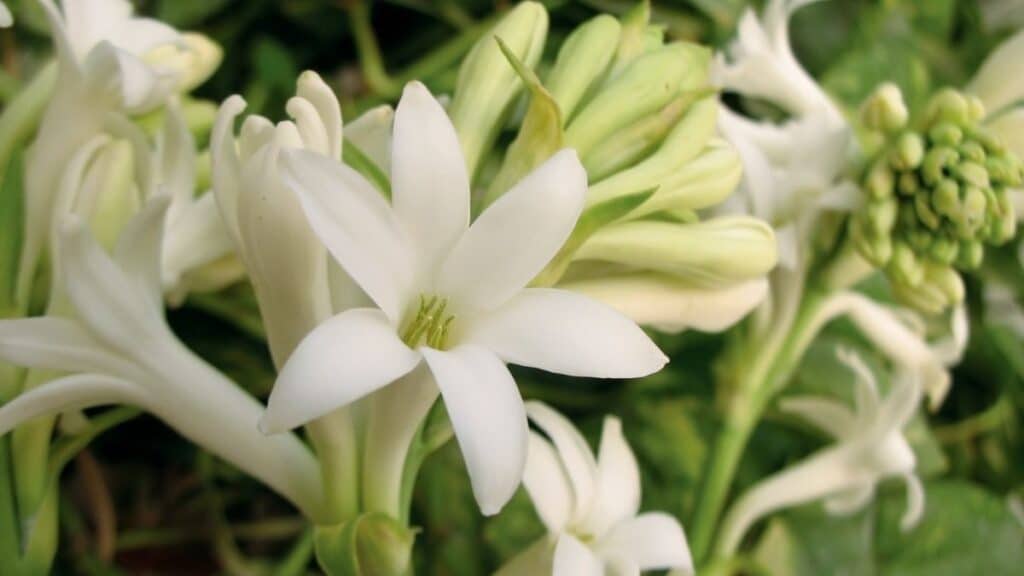 Fleurs blanches de tubéreuse en gros plan
