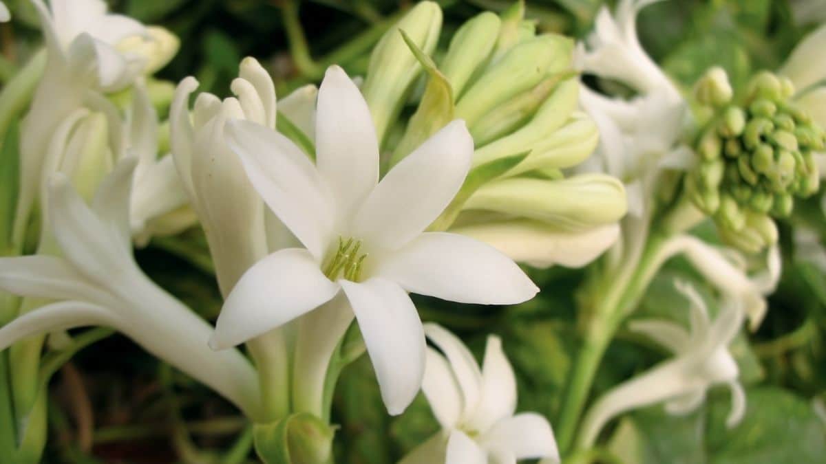 Fleurs blanches de tubéreuse en gros plan