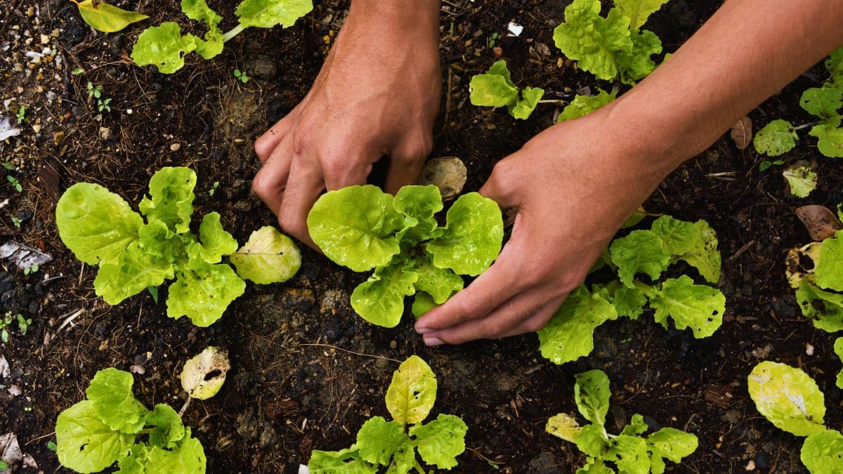Mains jardinent, plantent des salades vertes.