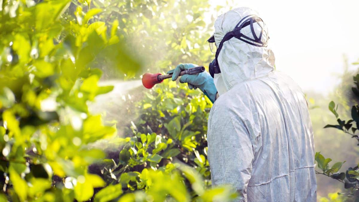 Agriculteur pulvérisant pesticides sur plantes.