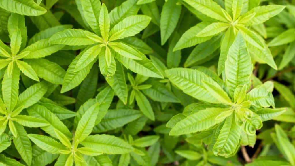 Feuilles vertes de verveine odorante.