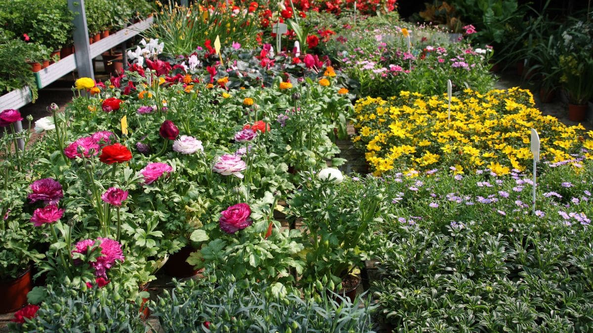Jardin coloré avec diverses fleurs en pots.