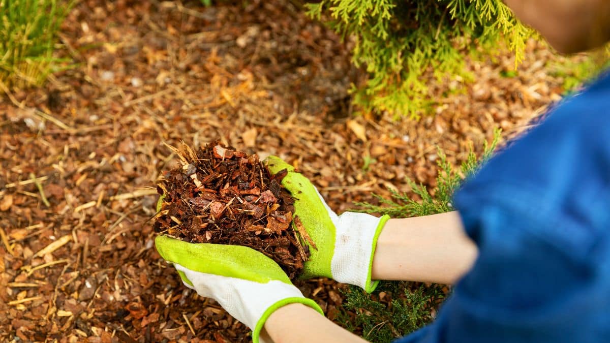 Mains avec gants tenant du paillis au jardin.
