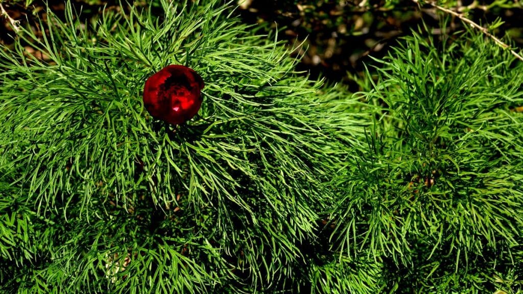 Fleur rouge parmi feuille verte, gros plan.