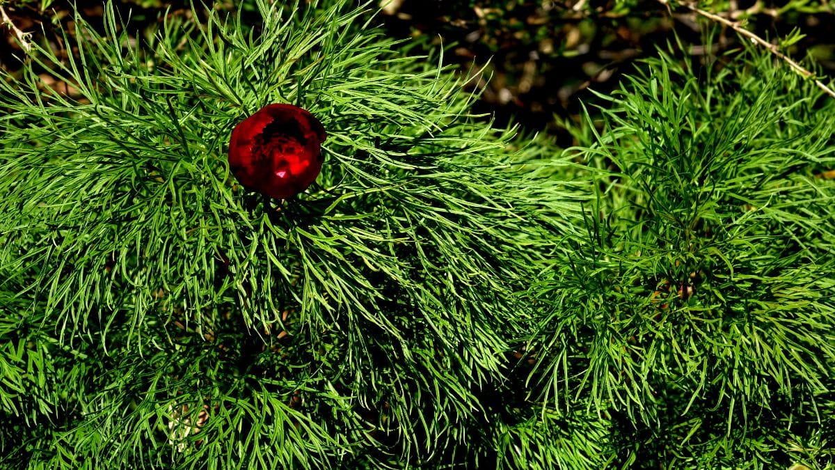 Fleur rouge parmi feuille verte, gros plan.