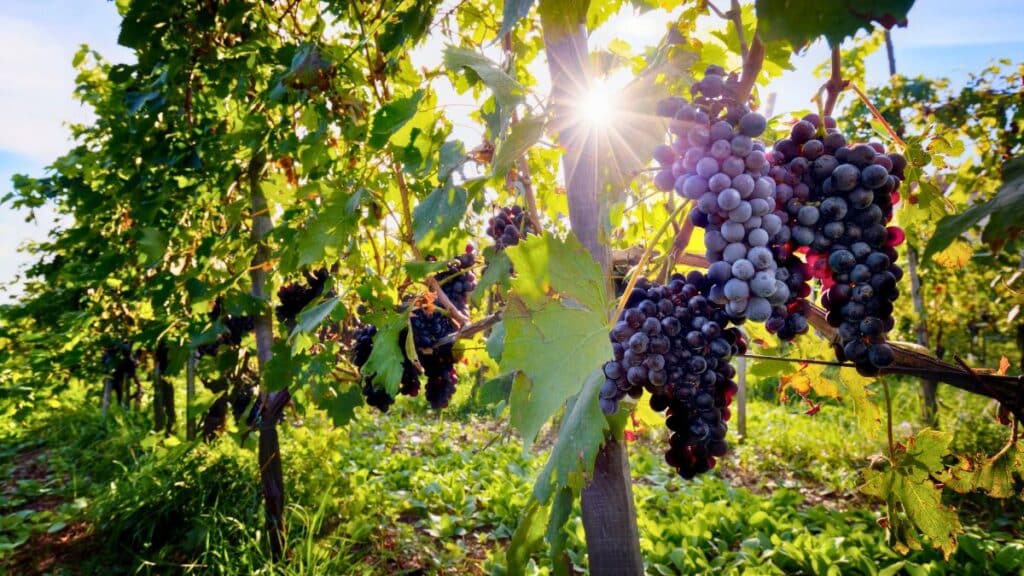 Vignes avec raisins mûrs au soleil.