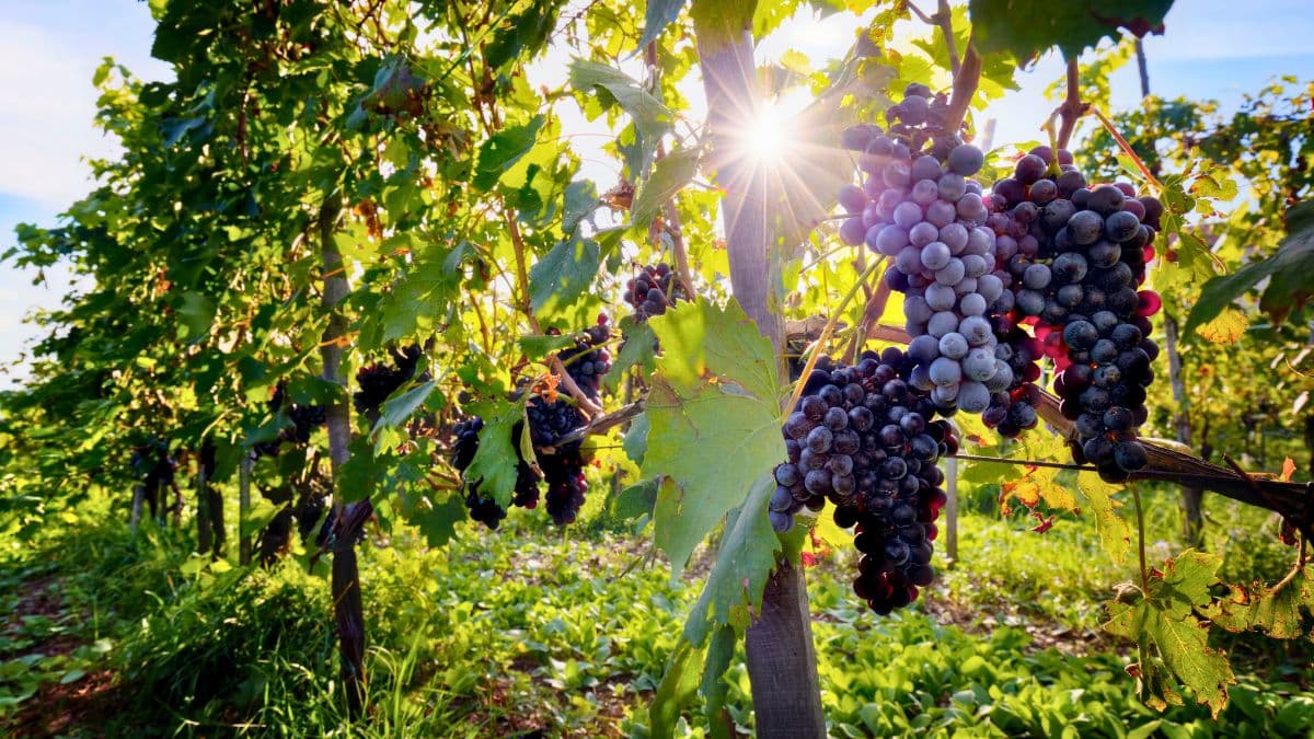 Vignes avec raisins mûrs au soleil.