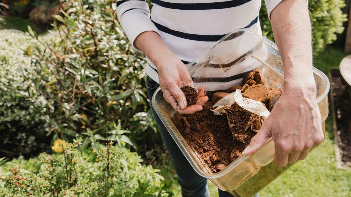 Jardinage avec compost naturel en extérieur.