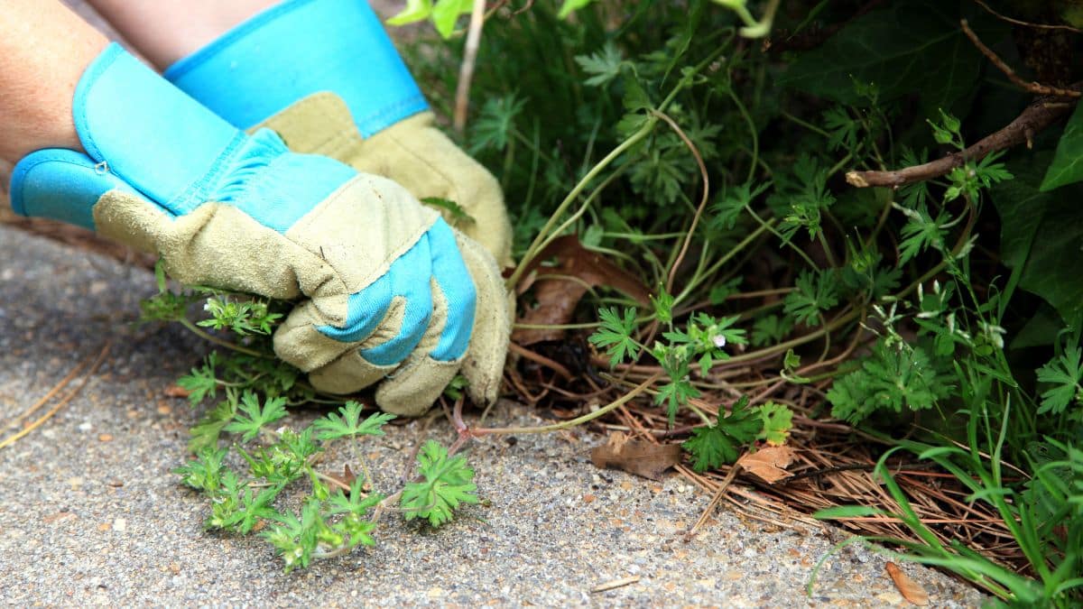 Gants de jardinage arrachant des mauvaises herbes.