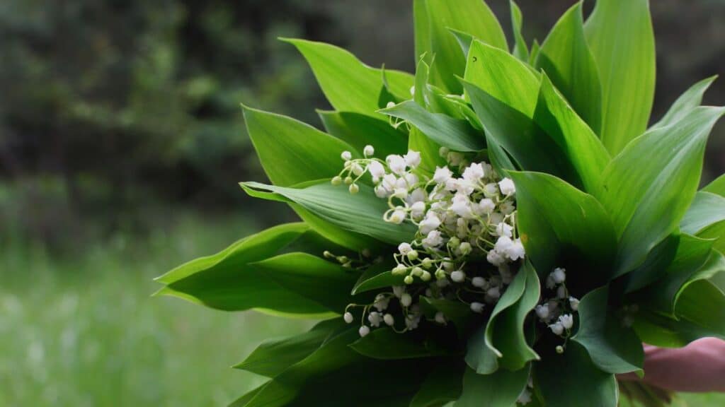Bouquet de muguet avec feuilles vertes