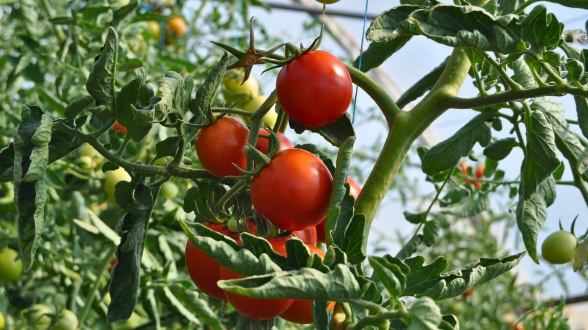 Tomates mûres sur pied dans une serre.