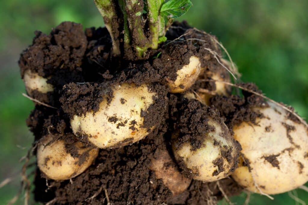 Pommes de terre fraîchement récoltées dans le sol