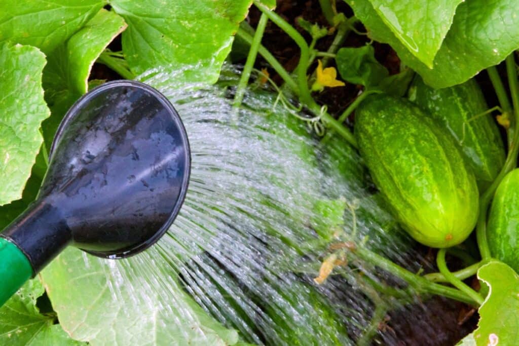 Arrosage de concombres dans le jardin