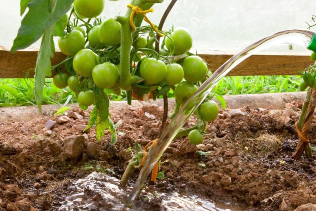 Tomates vertes arrosées dans un jardin.