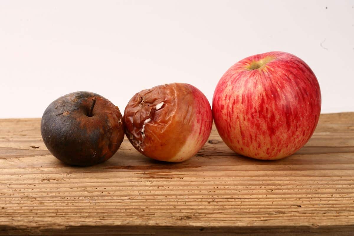 Trois pommes : une saine, deux pourries.