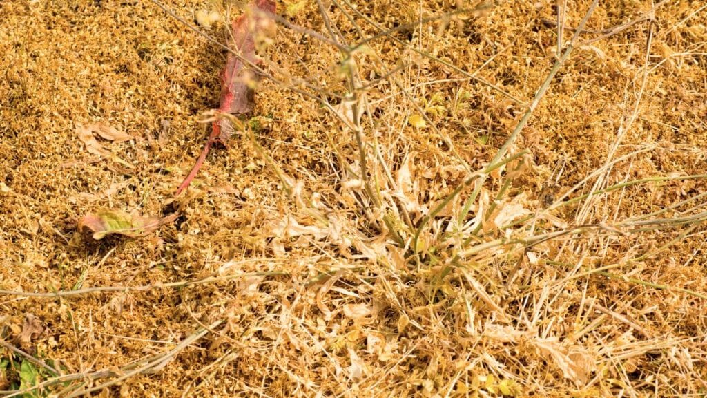 Herbe sèche et feuilles mortes sur sol.