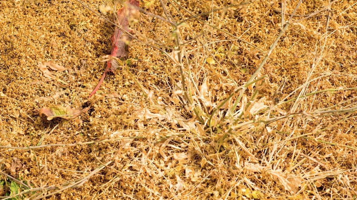 Herbe sèche et feuilles mortes sur sol.