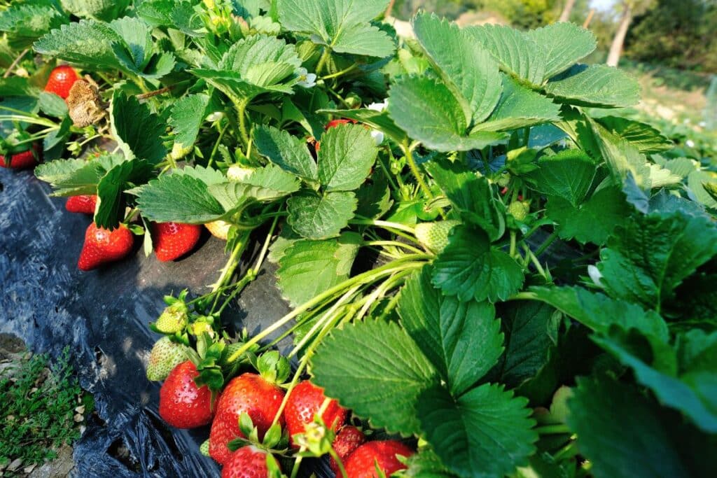 Plant de fraises mûres au jardin.