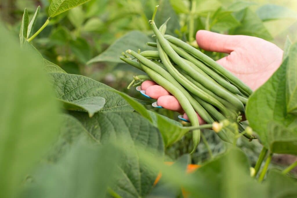 Main tenant des haricots verts dans le jardin.