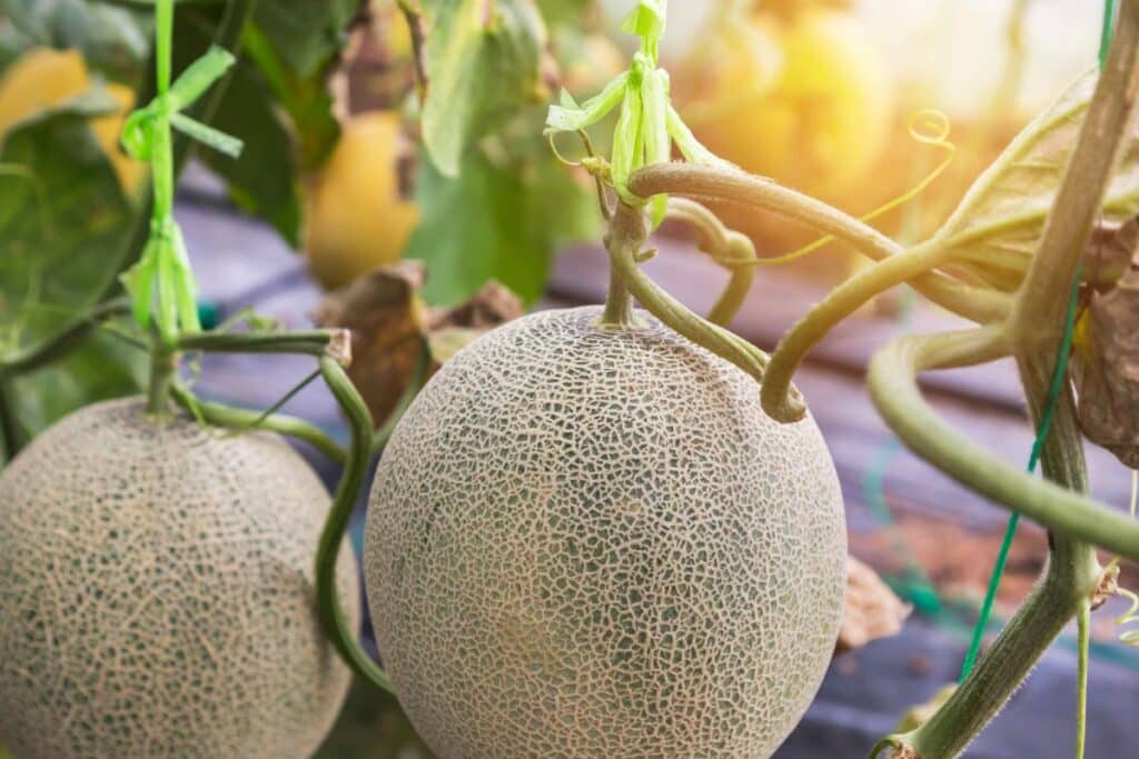 Melons suspendus dans une serre ensoleillée.