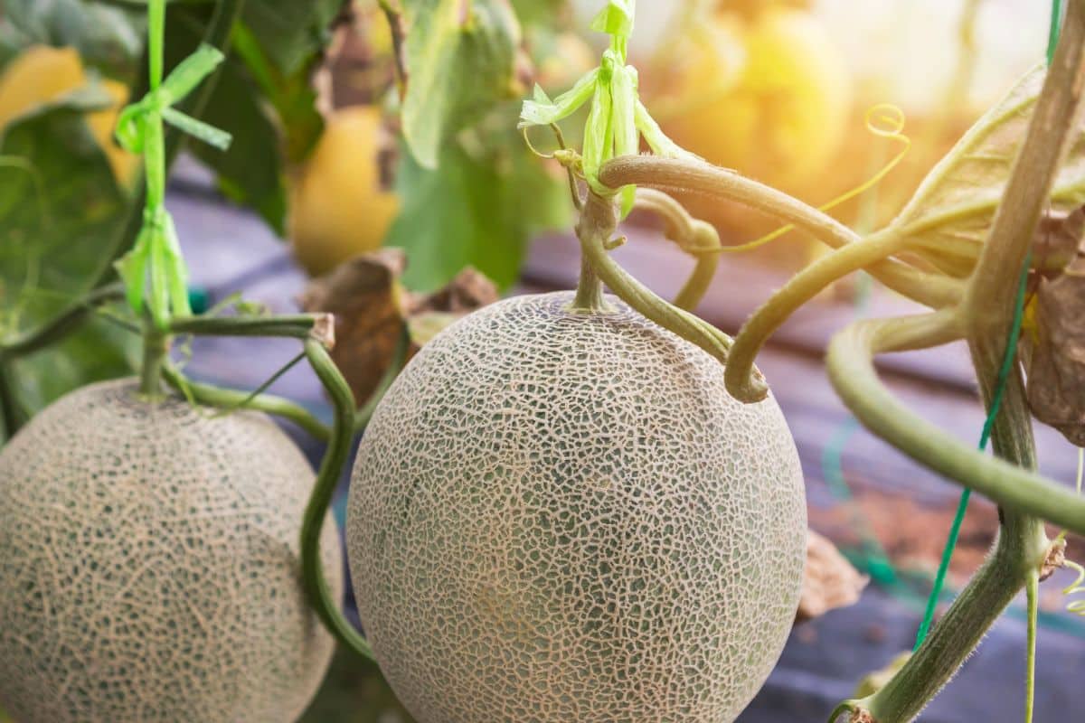 Melons suspendus dans une serre ensoleillée.